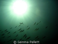 Sun and Fish by Gemma Pellett 